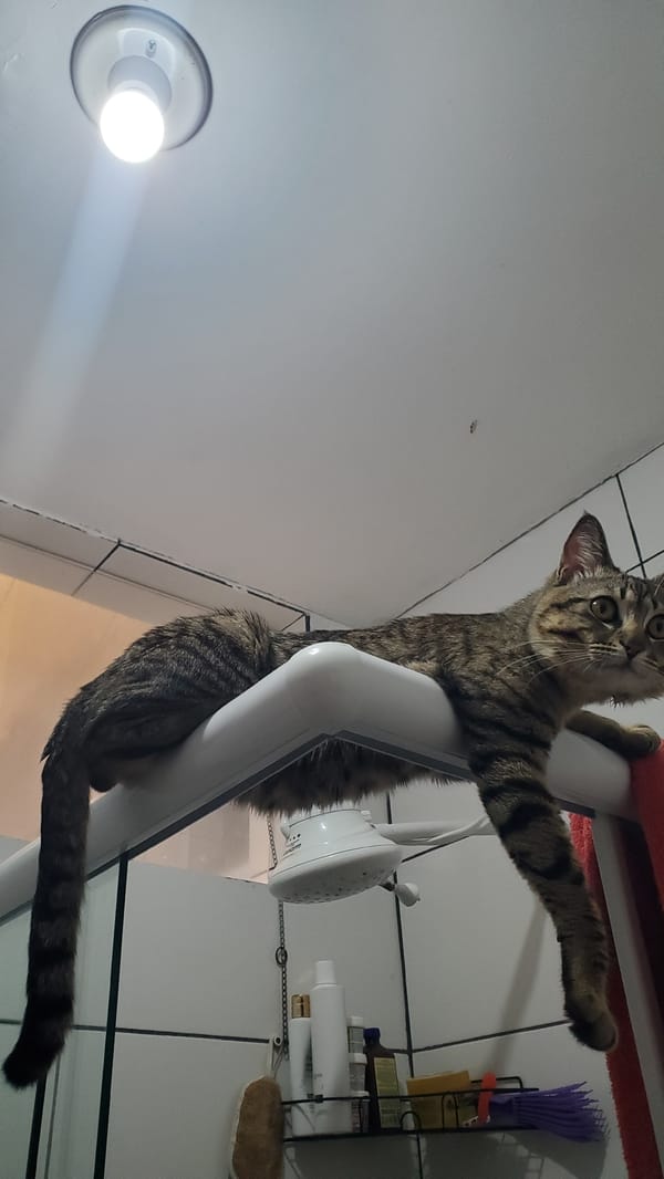 Tabby cat photographed in multiple home locations in Curitiba