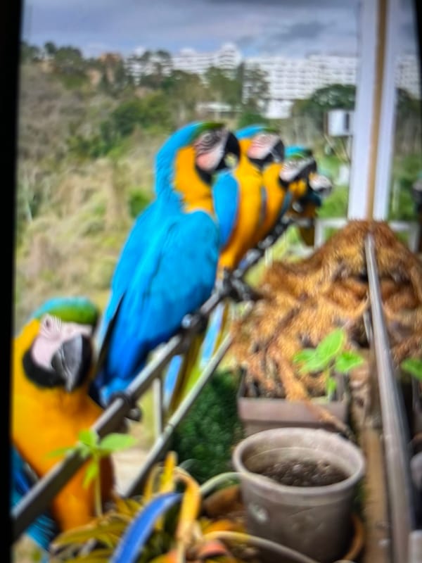 Blue-and-yellow Macaws spotted perched on structure in Tinaquillo, Venezuela
