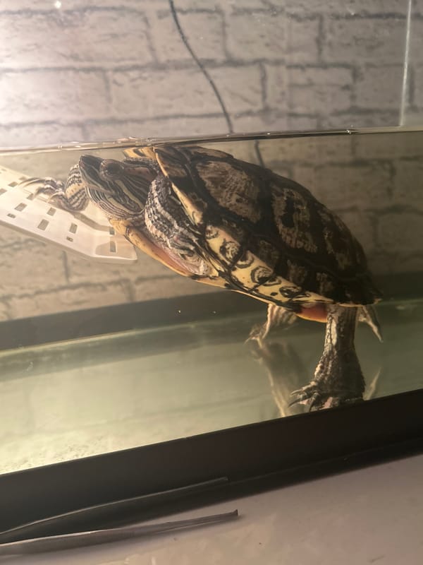 Turtle enclosure and dragon artwork documented in Ufa residence