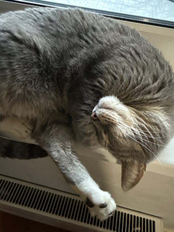 Cat spotted relaxing and playing in Moscow home workspace