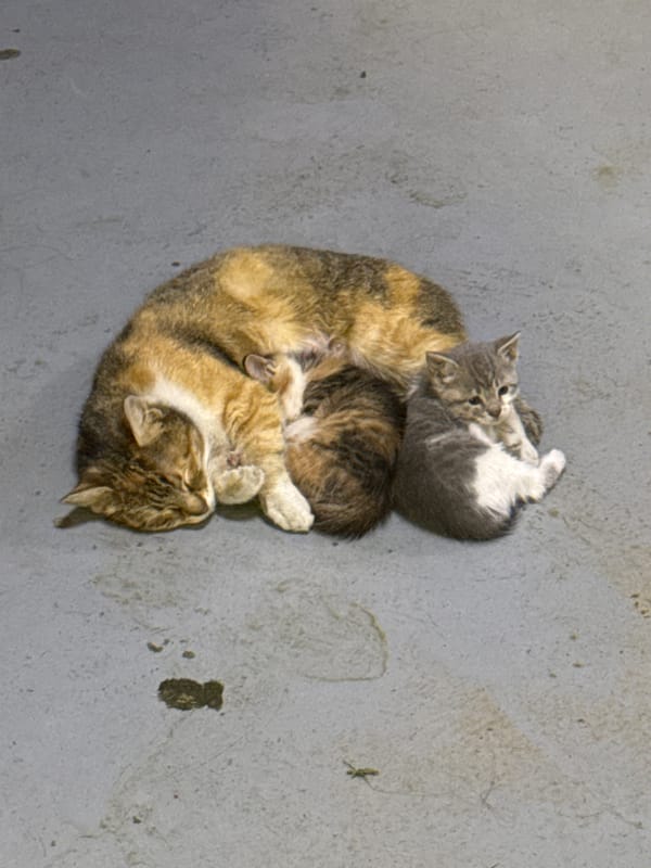Ordinary moments captured: sleeping cats, warehouse work in Bulgaria