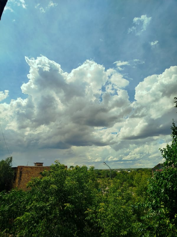 Sky-watching, tree canopies, and cats on a cloudy morning