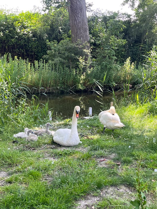 Swans, birdhouses, a classic Citroën, and canal-town scenes