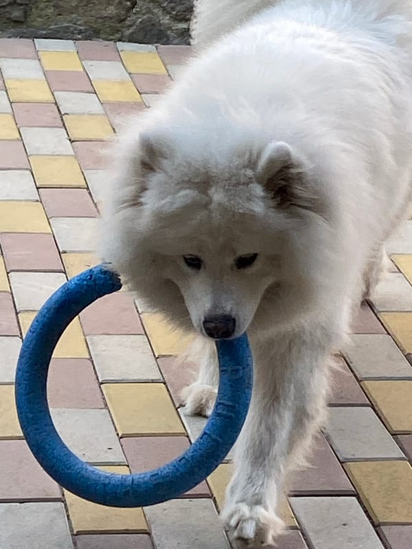 Samoyed plays and relaxes on a stone patio with a blue toy