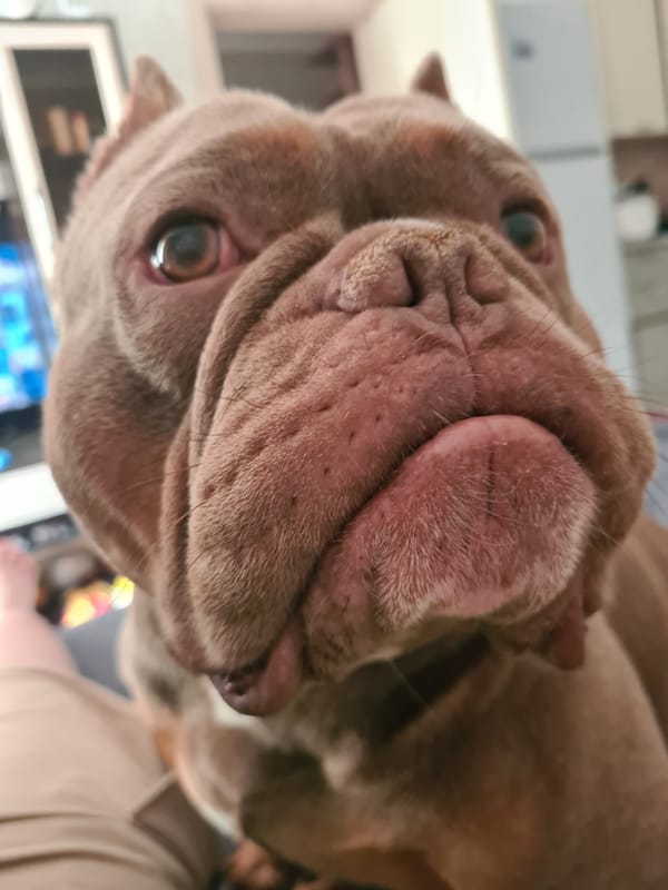 Up close and personal with a wrinkly bulldog-type dog