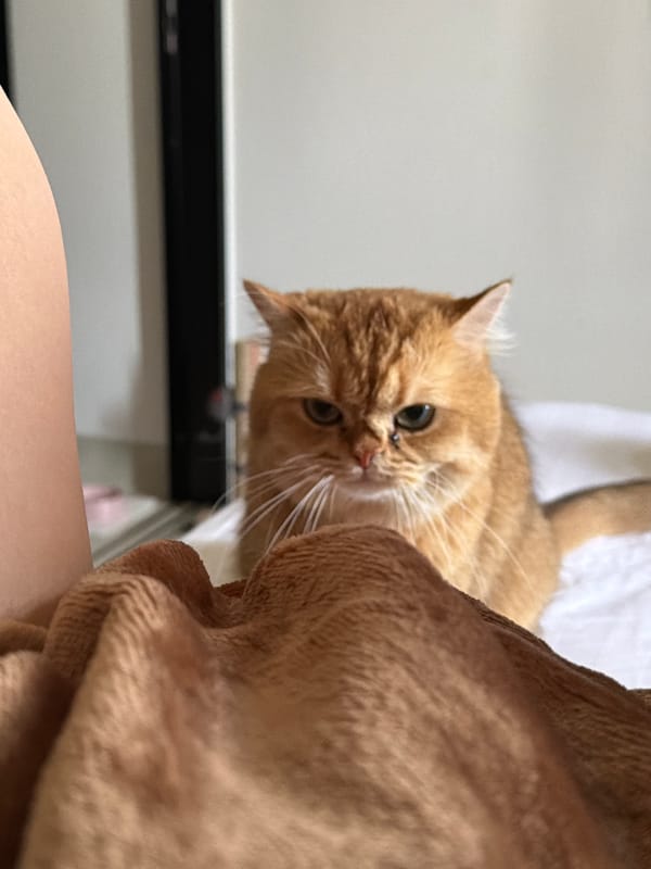 Golden cat spotted lounging indoors across Đà Nẵng locations