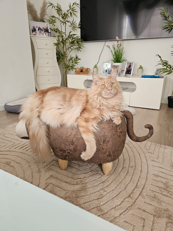 Orange cat rests on wooden footstool in Rotterdam home