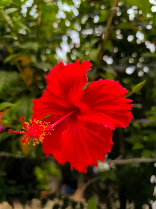 Nha Trang flora and skyline, explored up close one morning