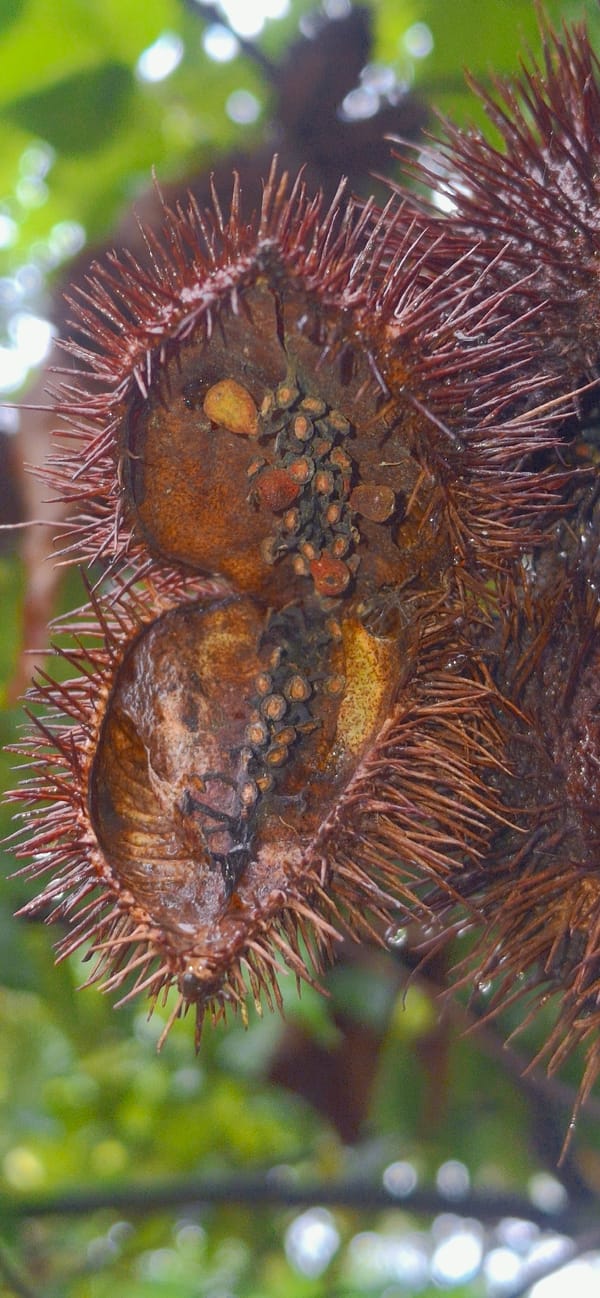 A rainy afternoon in Vallecito, nature up close