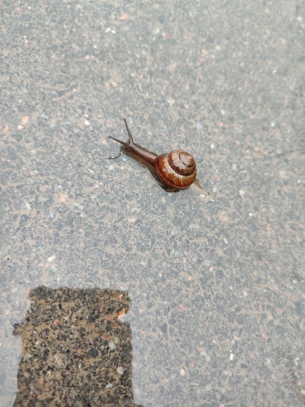 Snail crosses wet asphalt in Murino on a July morning