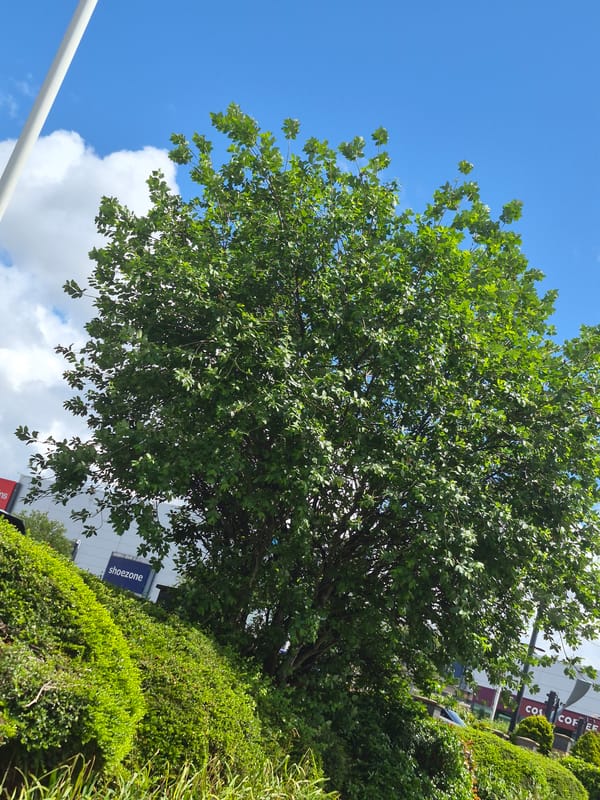 Morning park walk documented in Sandwell, England