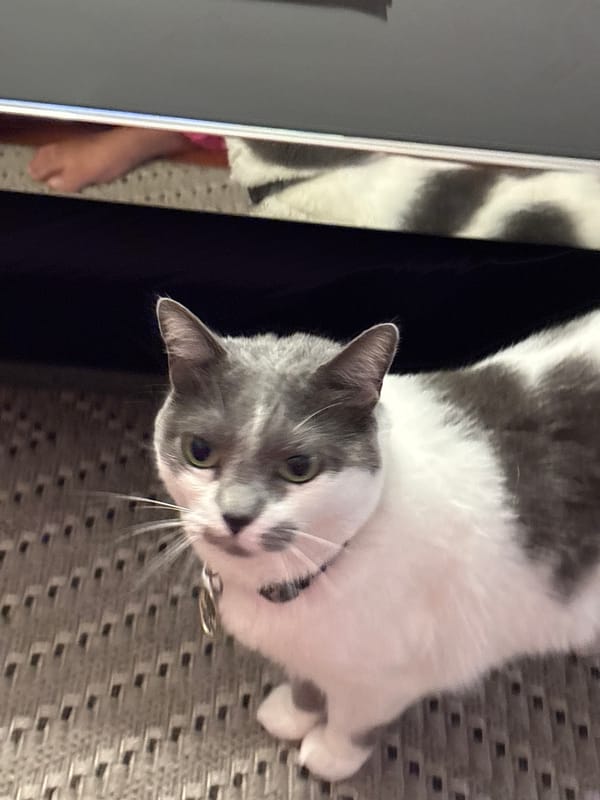 Evening domestic scenes with cat documented in Miraflores home