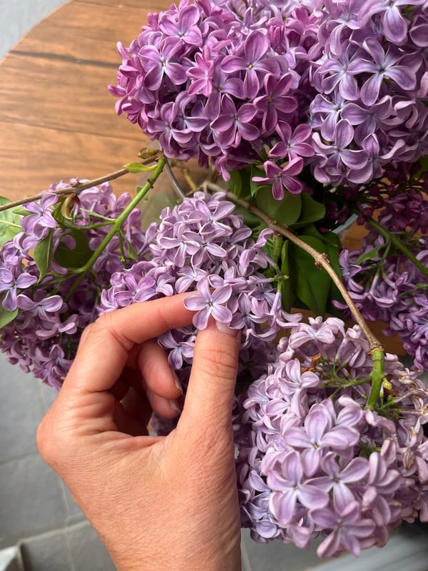 Person touches purple lilac flowers indoors in Budva