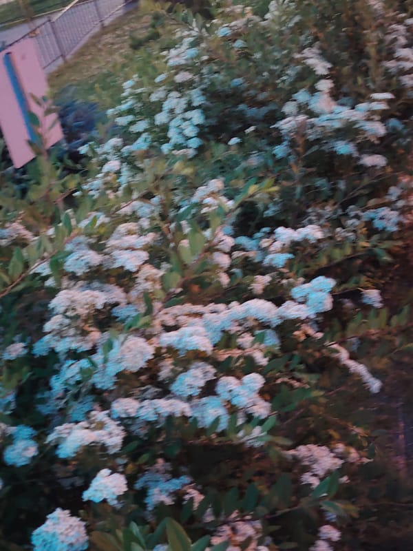 Evening blooms documented along Belarus village walkway at dusk