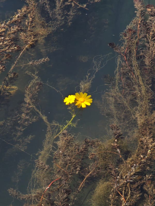 Spring flowers observed in Turkish coastal town waters, gardens