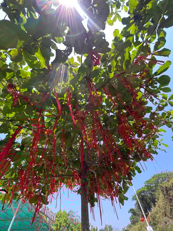 Early morning scenes captured in Bắc Nha Trang: decorated tree, roadside repairs