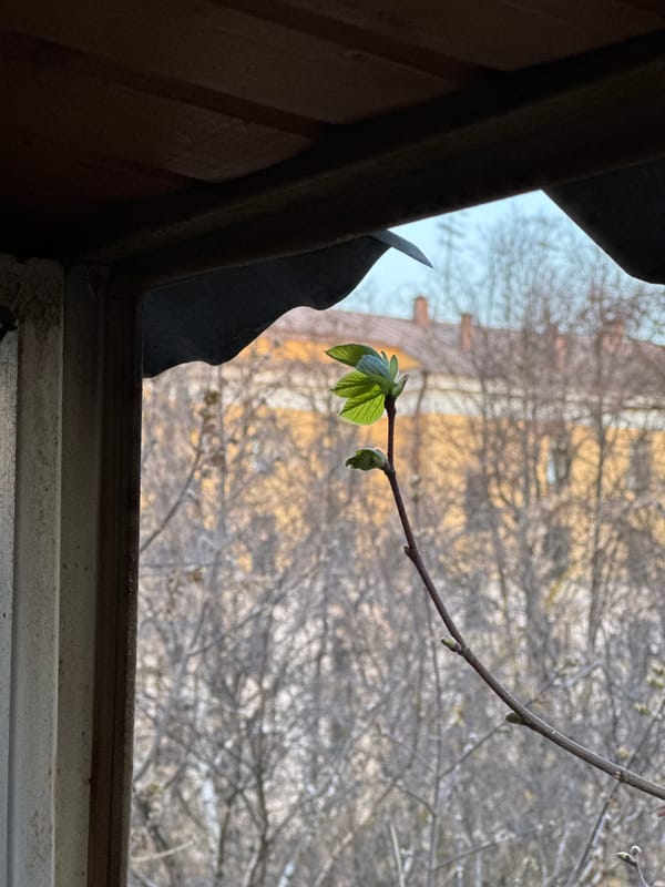 Broken window view captures spring budding in Moscow