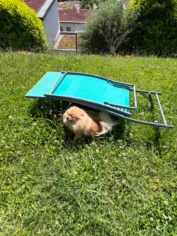 Dog finds shade under lawn chair in French village