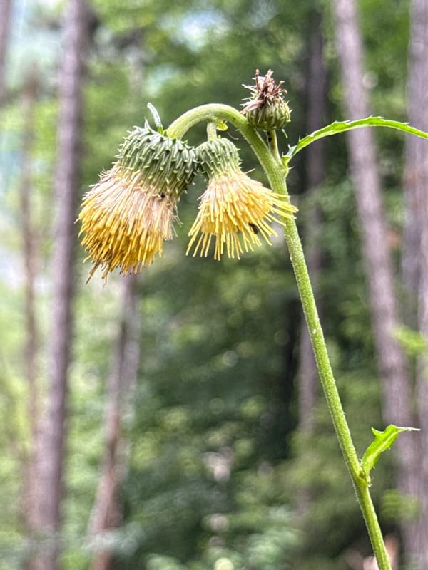 Moths, butterflies, wildflowers, and fungi in Molveno meadows