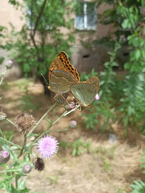 Butterflies, thistles, and quiet green spaces on a summer morning