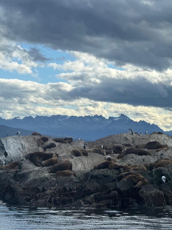 Boat activity documented near Ushuaia lighthouse, seal colonies observed