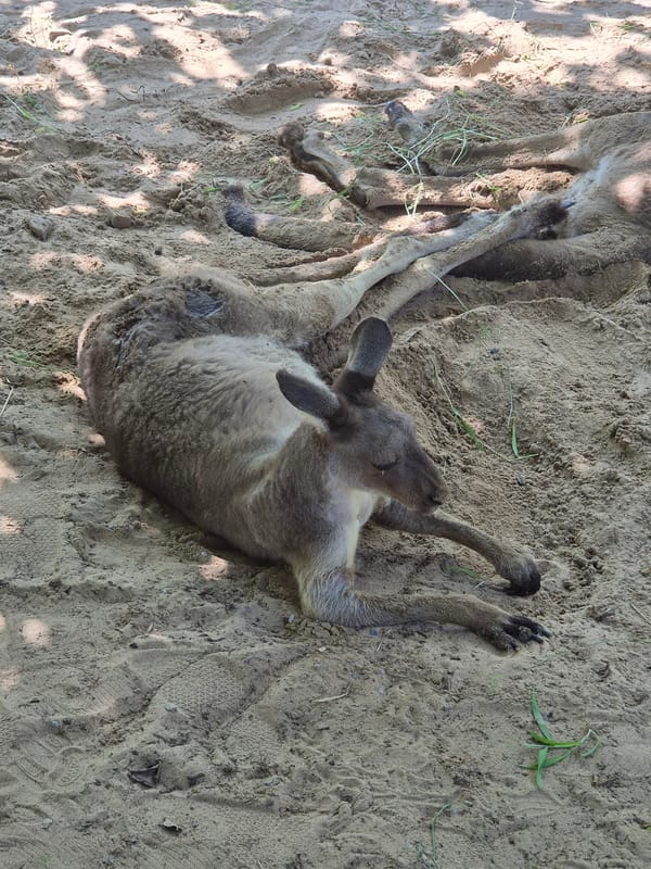 Kangaroos resting and roaming a sandy zoo enclosure in Qinhuangdao