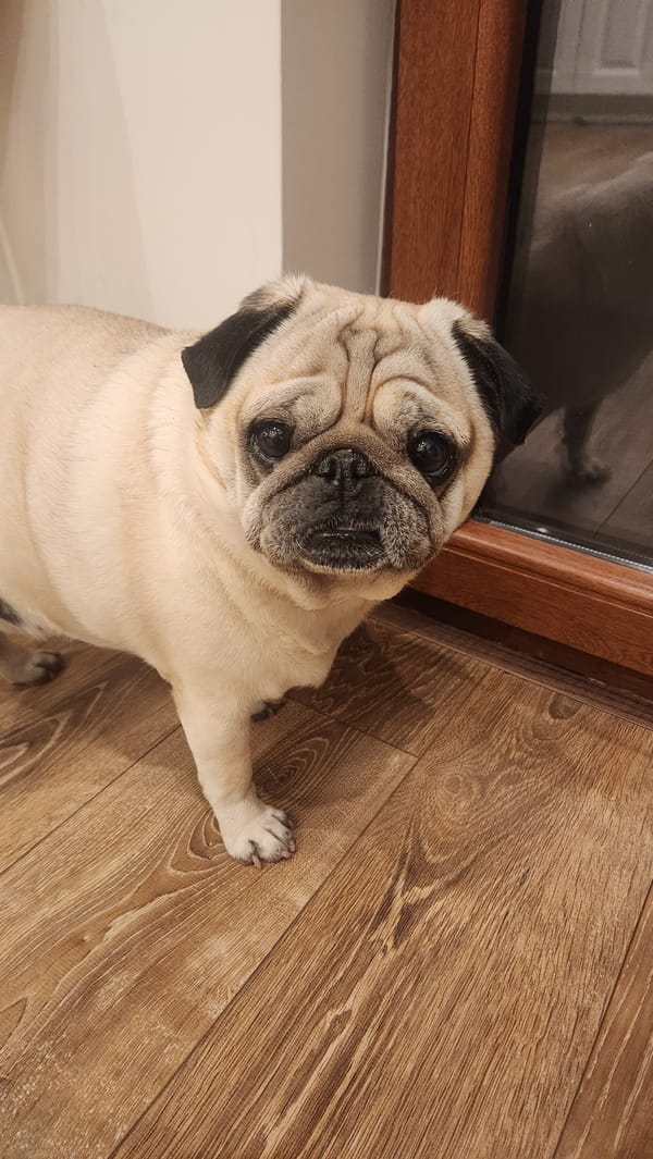 Pug dog observed on wooden floor in Plovdiv