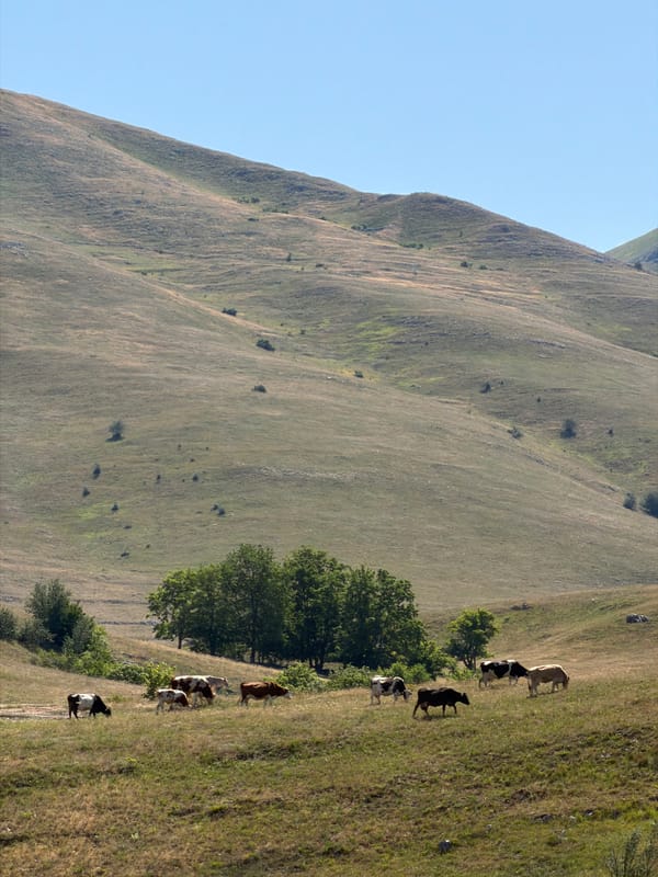 Cattle grazing on wildflower meadows in Montenegro's summer hills