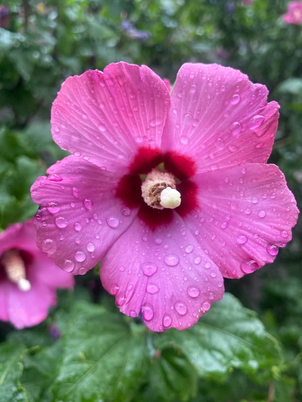 Rain-soaked hibiscus blooms along a Bishkek pathway