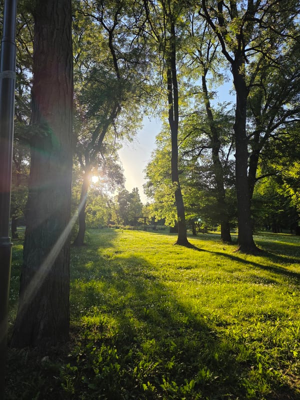 Sunlight filters through tree canopy in Sofia park