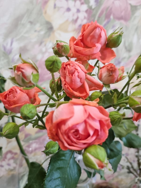 Salmon-pink rose bouquet photographed indoors in Chaikovsky, Russia