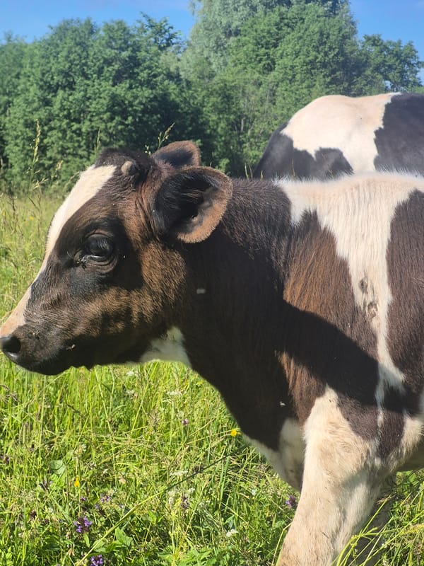 Cattle graze and rest in a sunny Karsha field