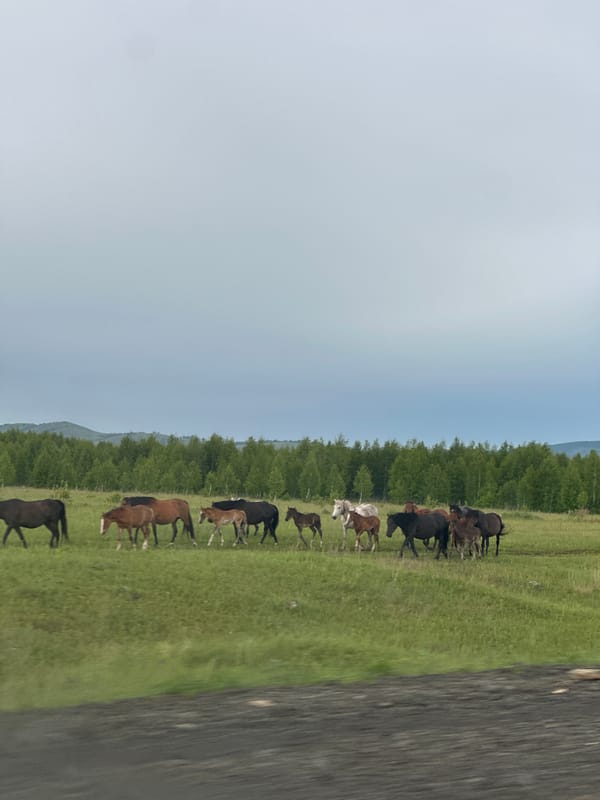 Rural countryside drive captures horses, church, rainy roads