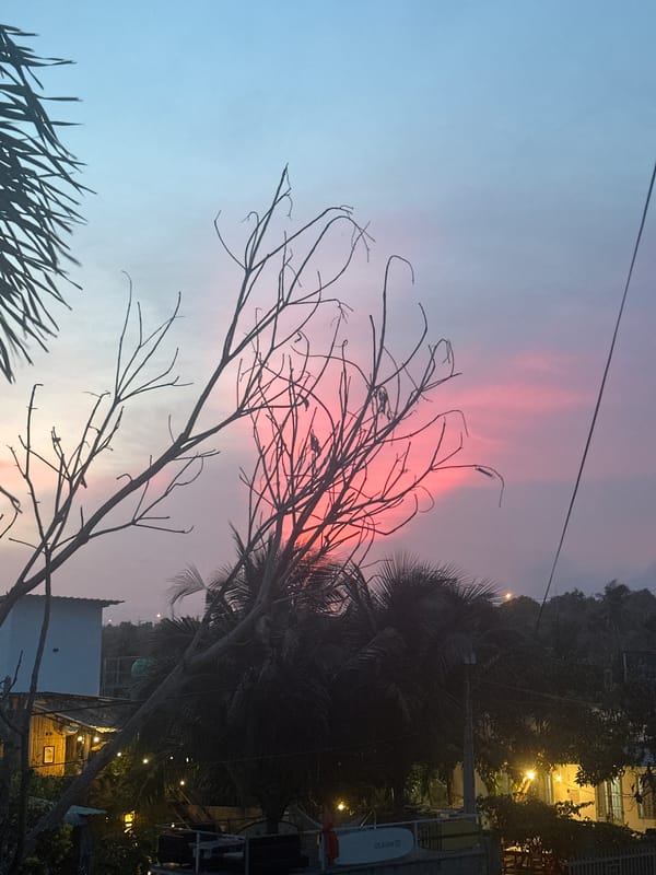 Tropical sunset framed by palm silhouettes at dusk