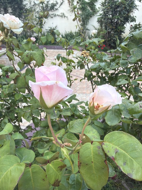 Close-up garden tour: roses, petunias, and courtyard blooms