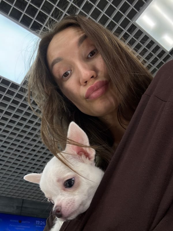 Tiny white Chihuahua puppy settles into a Nizhny Novgorod home