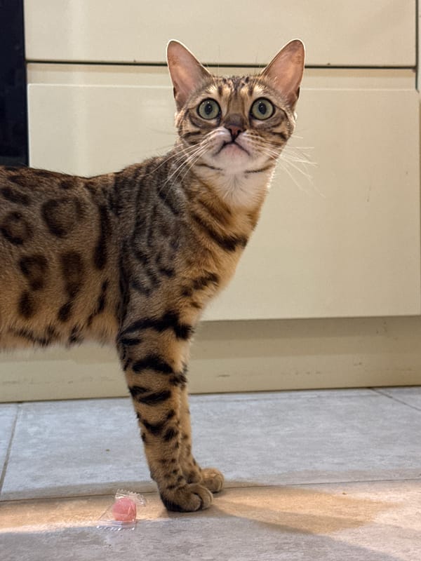 Bengal cat's daily routine documented in Partenit home