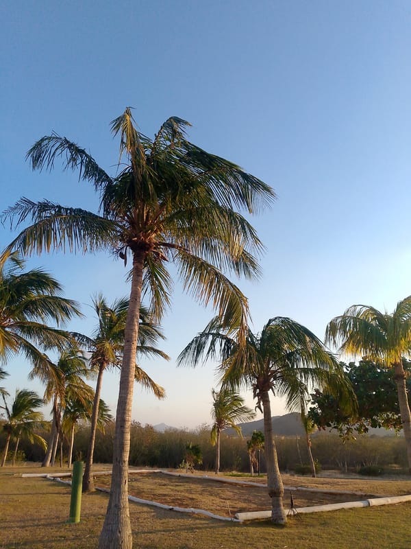 Tourist documents tropical resort scenes in Pedro González, Venezuela