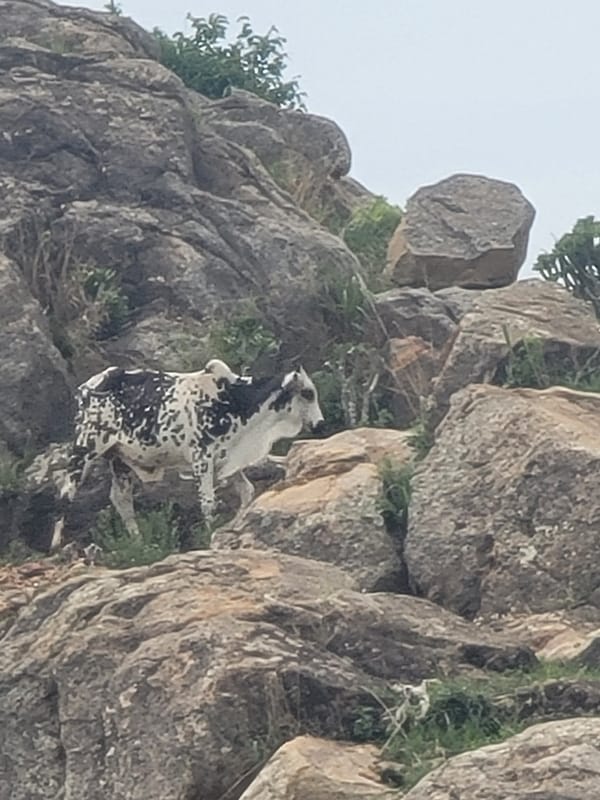 Everyday life and nature around a rocky Nigerian hillside village