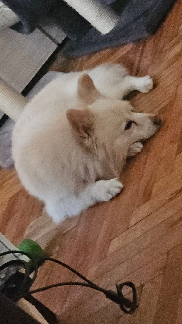 Dog rests on floor in Plovdiv home