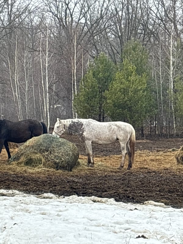Horses observed in snowy field near Noviy, Russia
