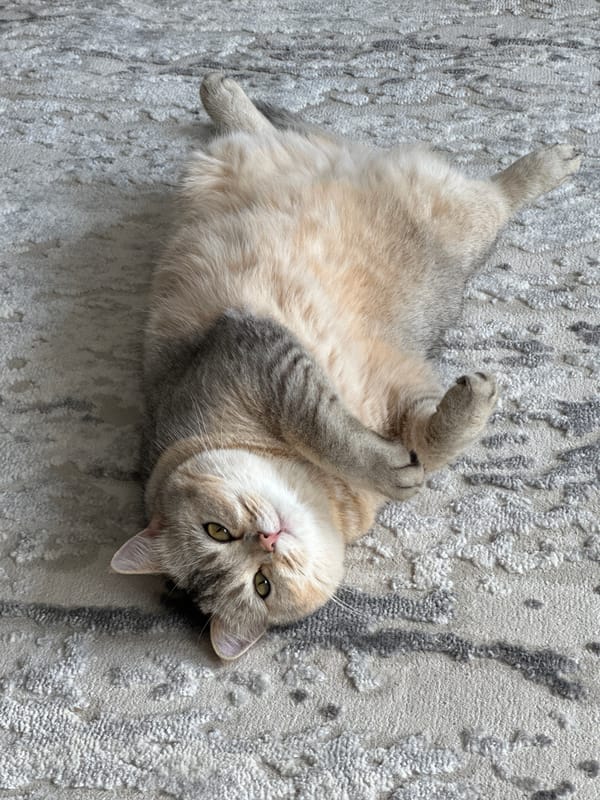 Lazy morning with a sunbathing tabby and fresh garden dill