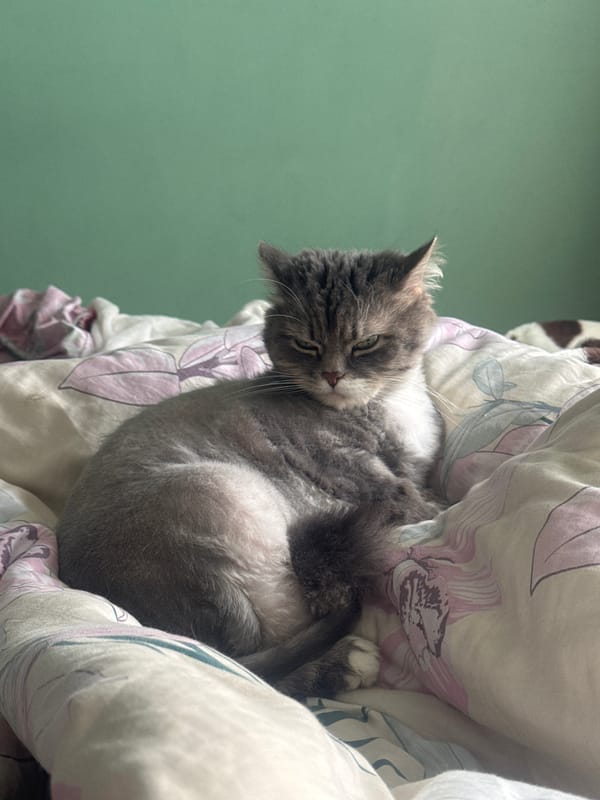 Cat observed resting and interacting with owner in Moscow home