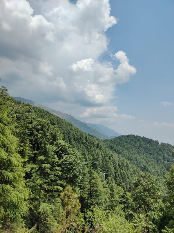 Morning forest walk documented in Dharamkot mountain region