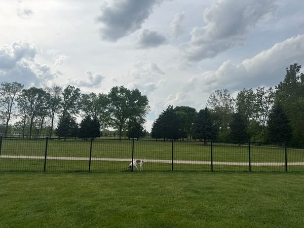 Evening dog play session in Glenview park