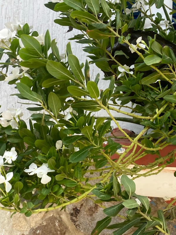 Everyday scenes captured in Juan Griego: flowering plants, street life