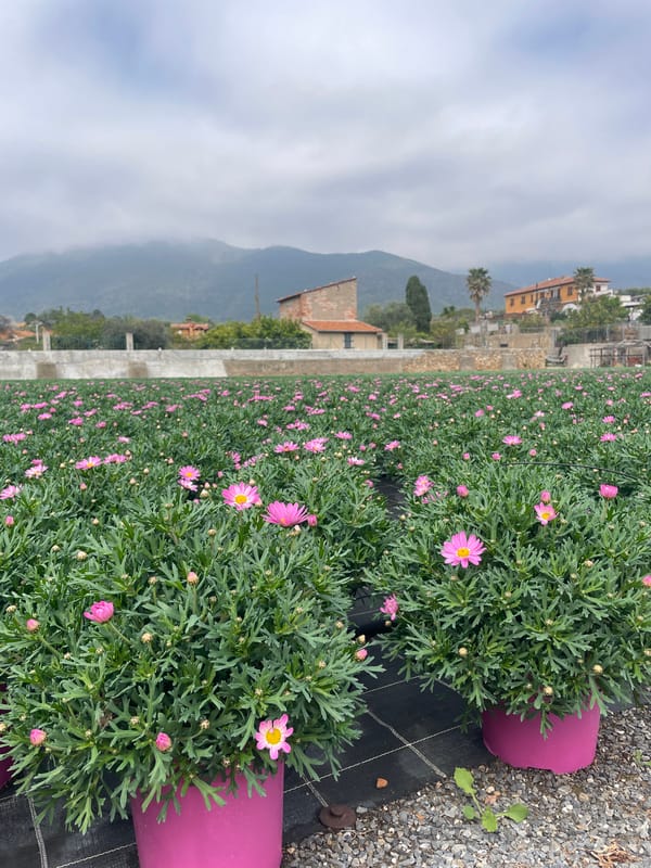 Pink daisy cultivation observed in commercial flower fields, Albenga