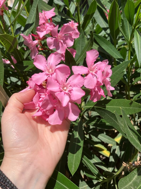 Person holds pink oleander flowers in close-up moment
