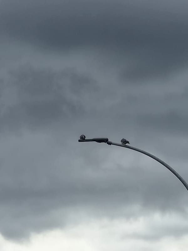 Ordinary moments captured in Leudelange: birds, art, traffic