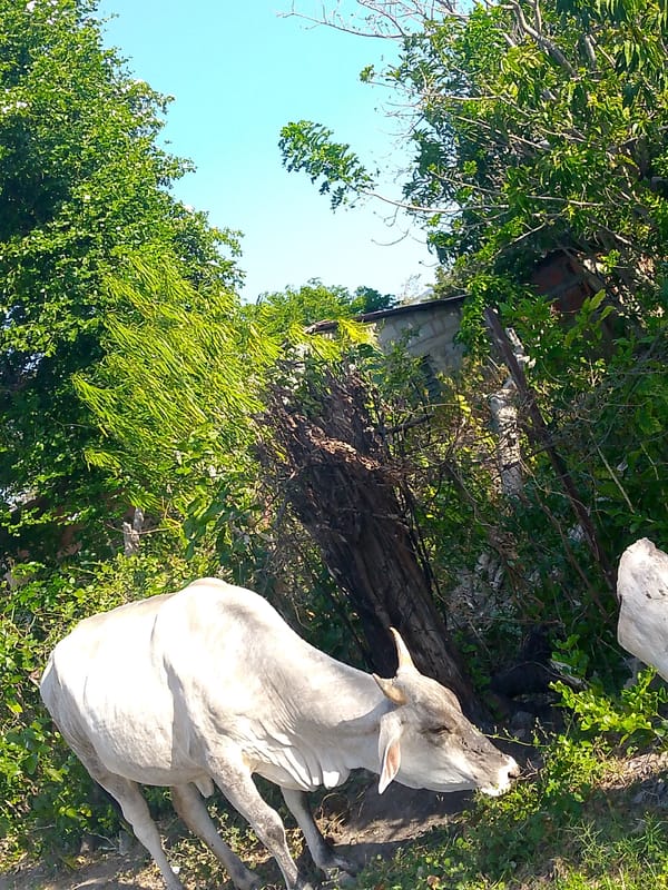 Cattle graze freely through residential streets in Juan Griego